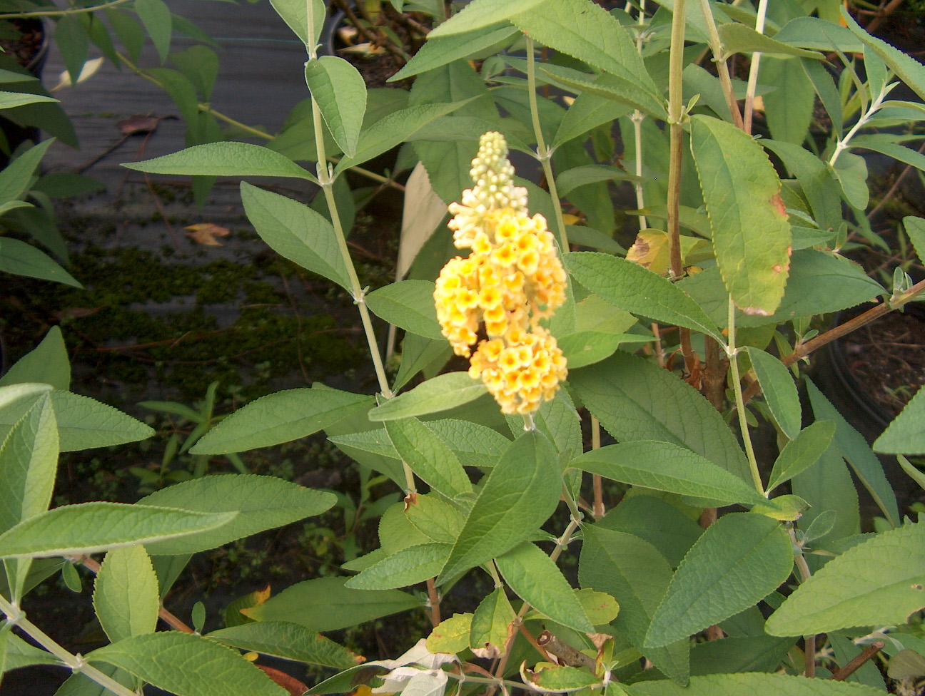 Online Plant Guide Buddleia / Butterfly Bush